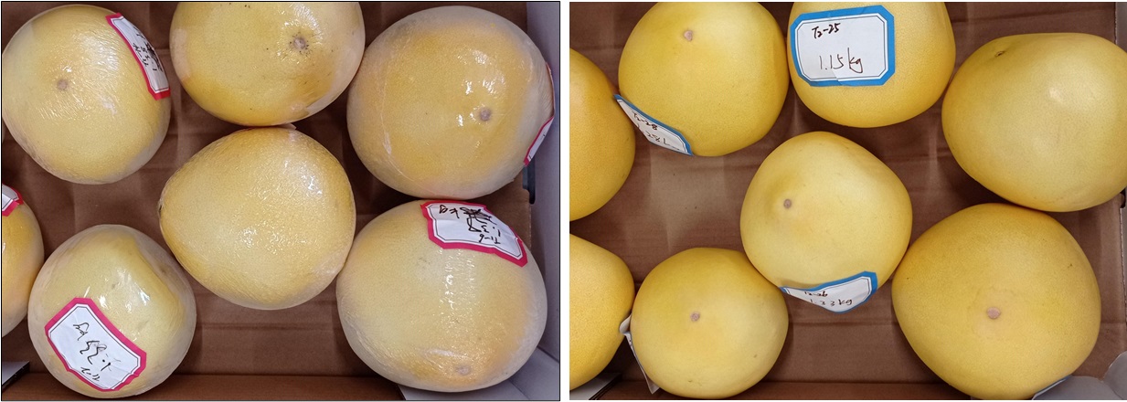 Pomelos exportados de China a Europa con envoltorio plástico (izq.) y con recubrimiento Plantseal® (der.)