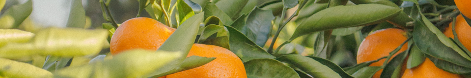 Naranjasyfrutas.com-cover.png