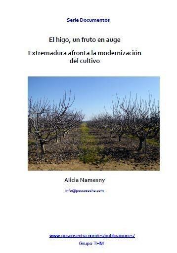 El higo, un fruto en auge. Extremadura afronta la modernización del cultivo
