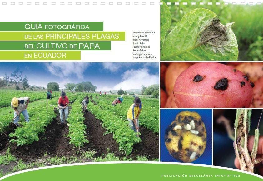 Guía fotográfica de las principales plagas del cultivo de papa (patata) en Ecuador
