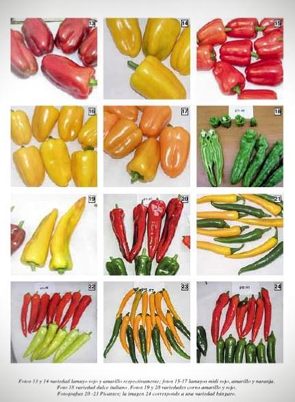 Evolución del mercado de exportación de pimiento