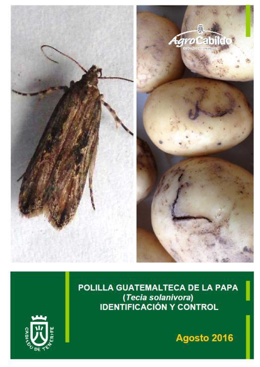 Polilla guatemalteca de la papa (Tecia solanivora). Identificación y control