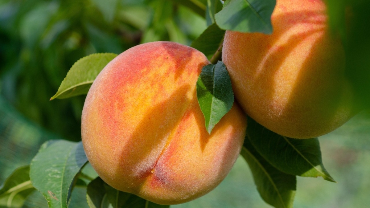 kathas_fotos-peaches-7395590_1280.jpg