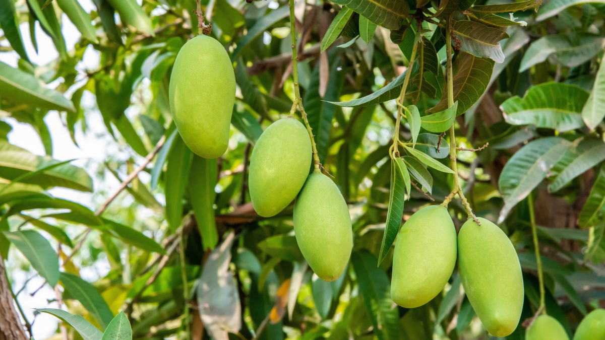 mohann-mangos-5339934.jpg