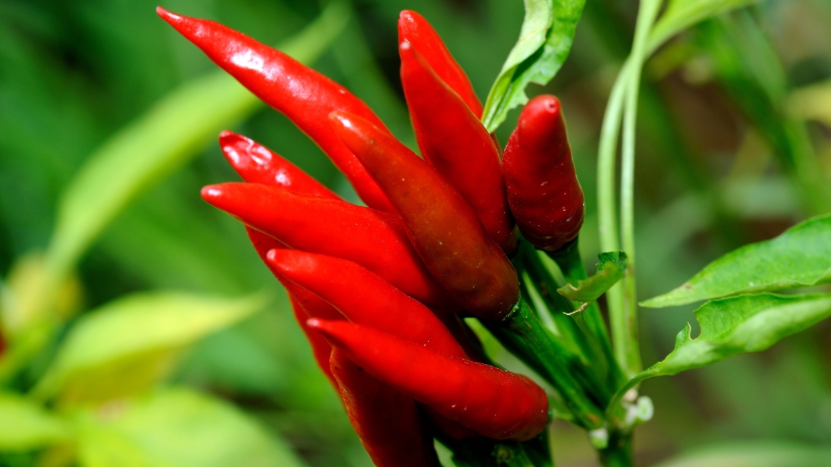 pmsjsj-red-hot-chili-peppers-2365579.jpg
