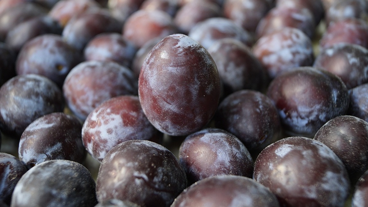 plum-886226_1280.jpg