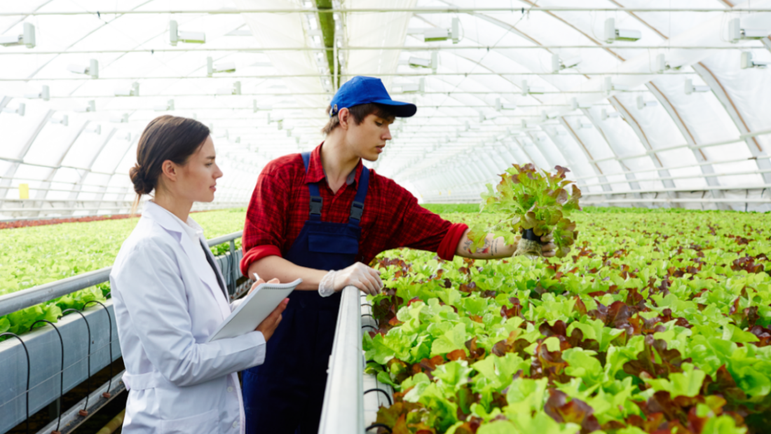 Produce-Research-1100x623.png