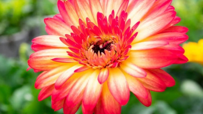 Gerbera.jpg