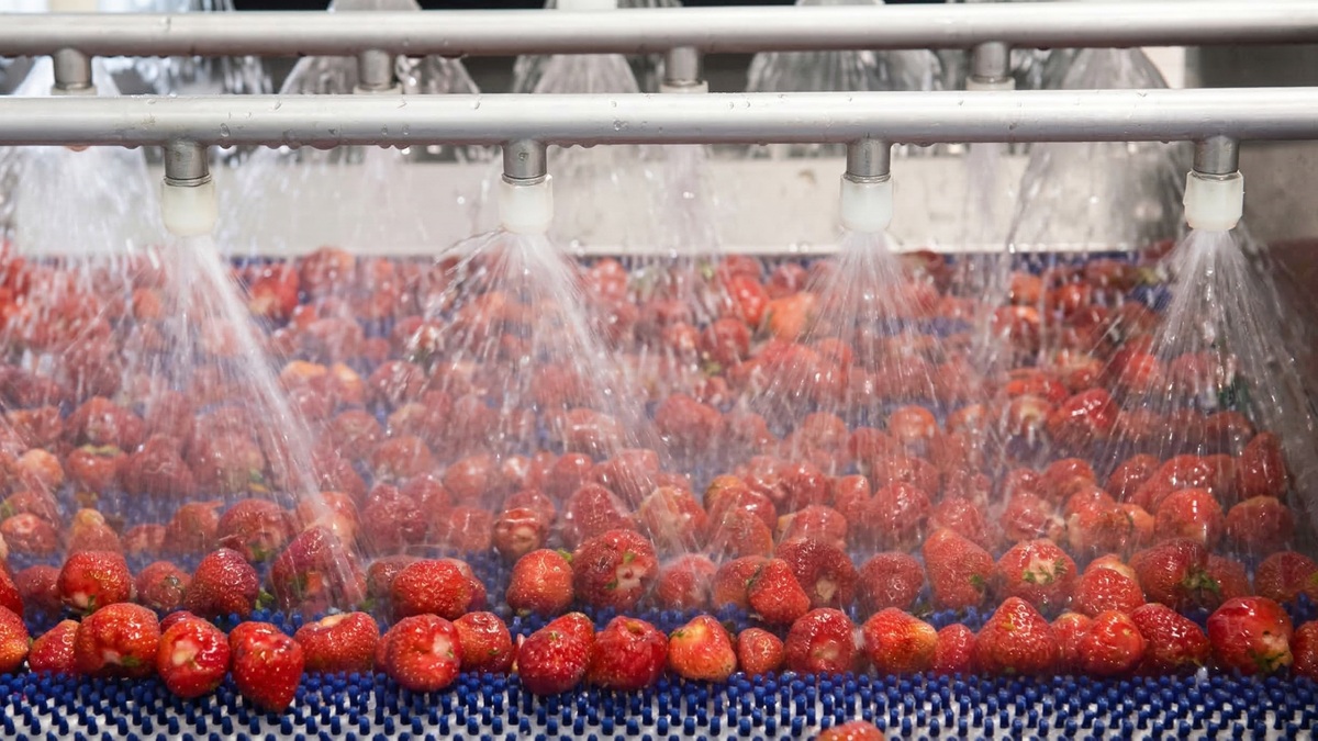 lavado-fresas-linea-procesado-poscosecha.jpg