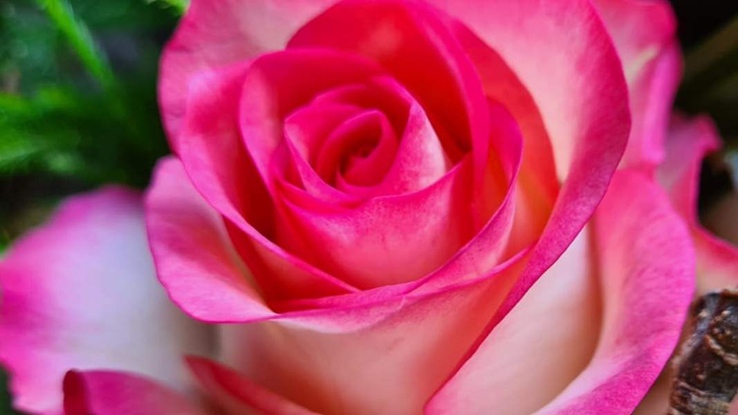 rose-jumilia-cut-flower-on-thursd-header.jpg