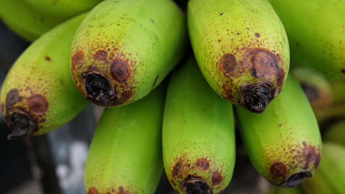 BANANARED.jpg