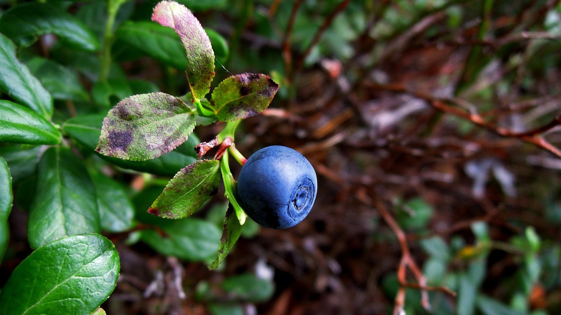 aileino-blueberry-1710364_1920.jpg
