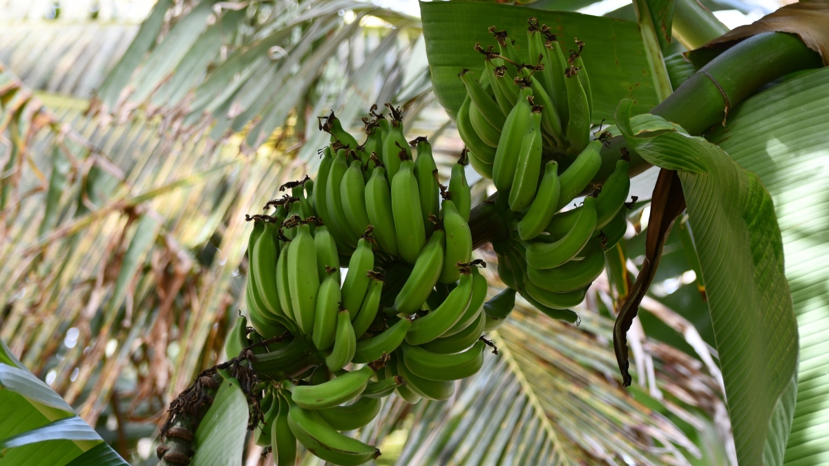 BANANA.jpg