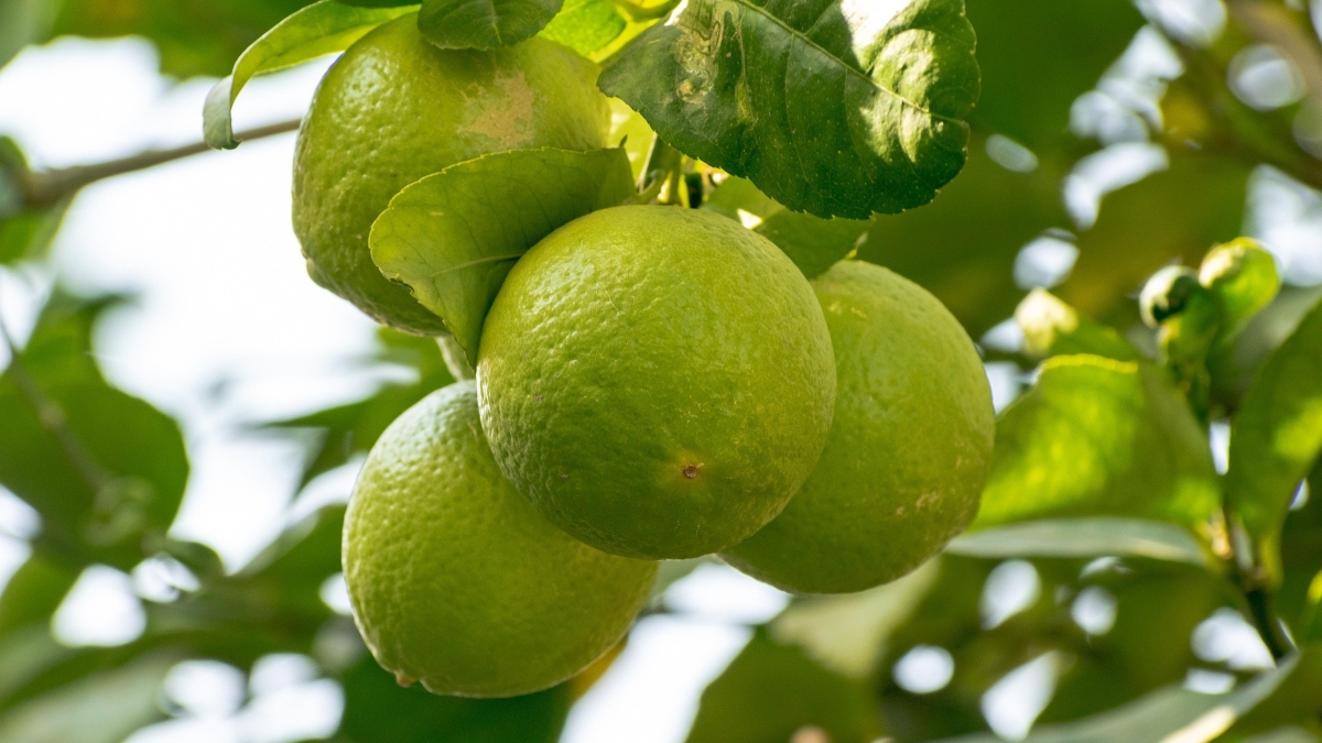 balouriarajesh-fruits-7688632_1920.jpg