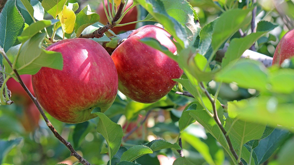 kiyu_01-apple-2720105_1920.jpg