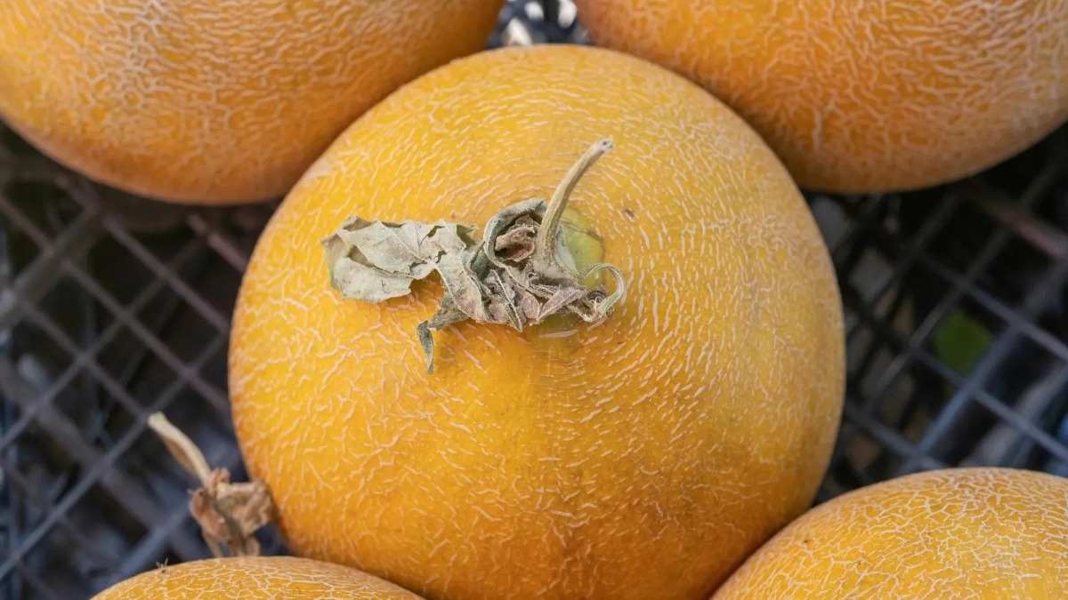 Melon-Quality.jpg