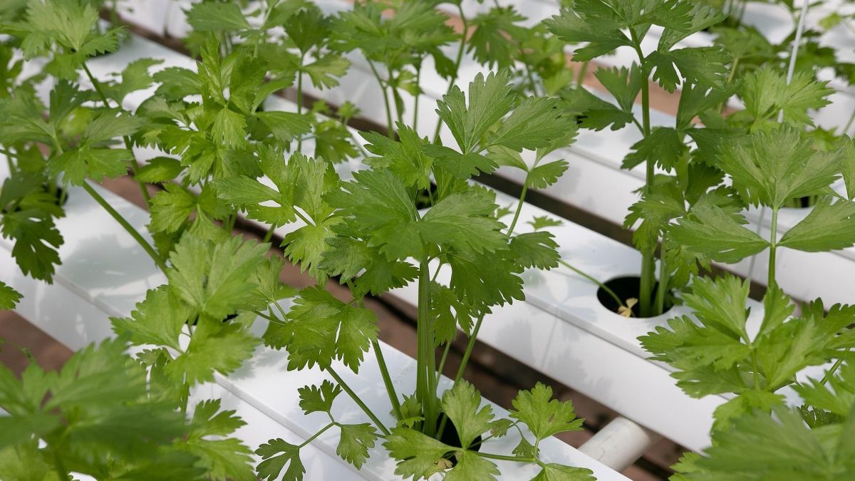 marsraw-coriander-4255400_1920.jpg