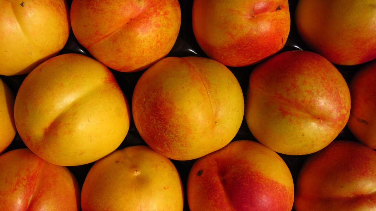 rkit-nectarine-911720.jpg