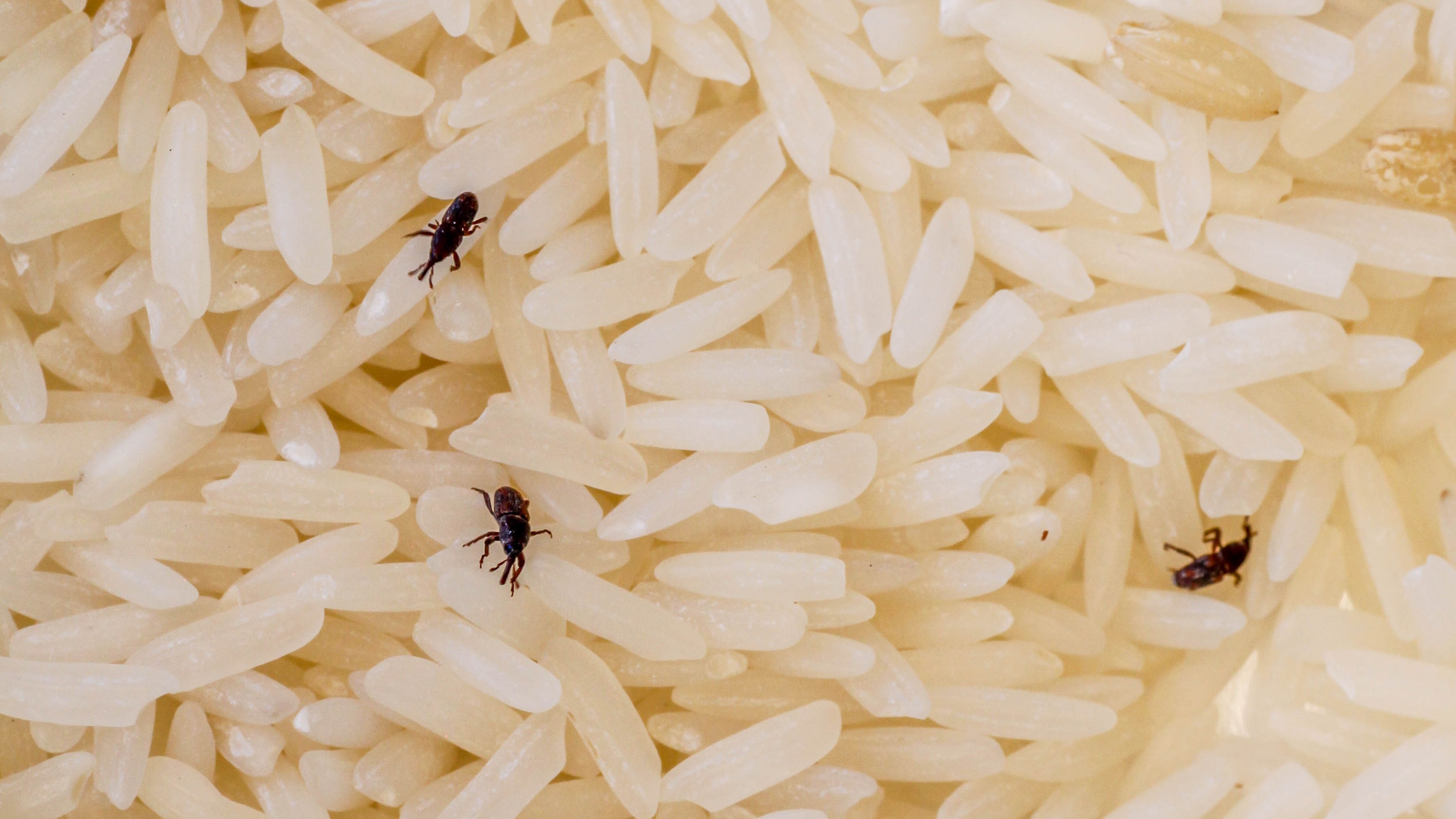 plagas-arroz-co2-bioprotection-air-liquide.jpg