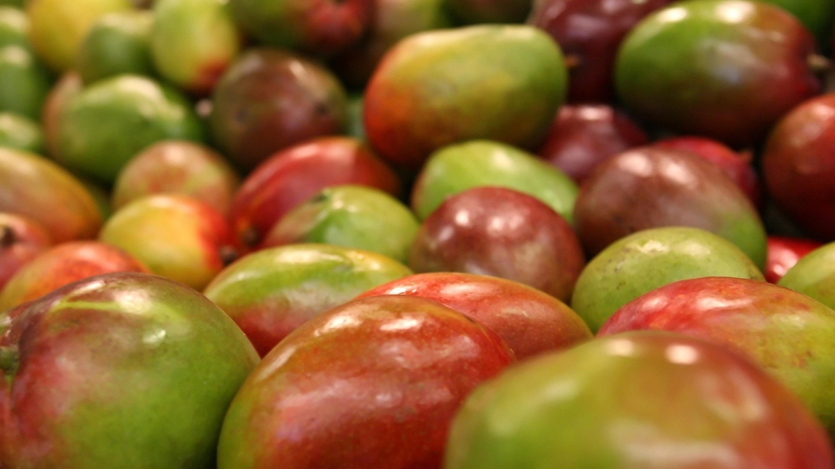 shutterbug26-mango-1239347_1920.jpg