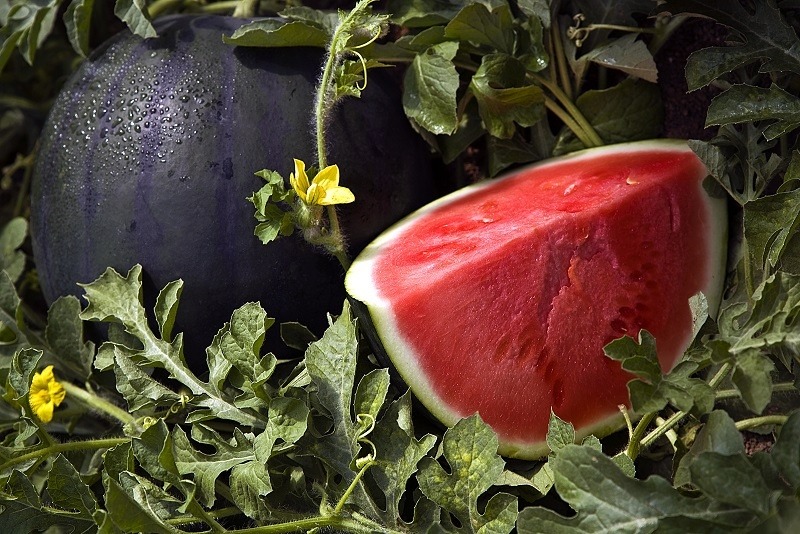 semillas-fito-sandia-rhiana.jpg