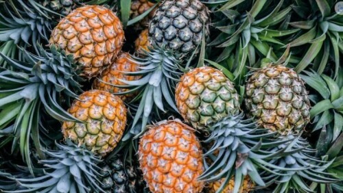 NIR asociado a SW y HSI para evaluar la madurez de la piña