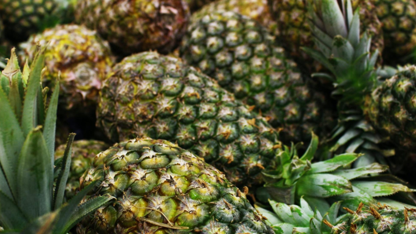 Cera y melatonina preservan la calidad de la piña en poscosecha