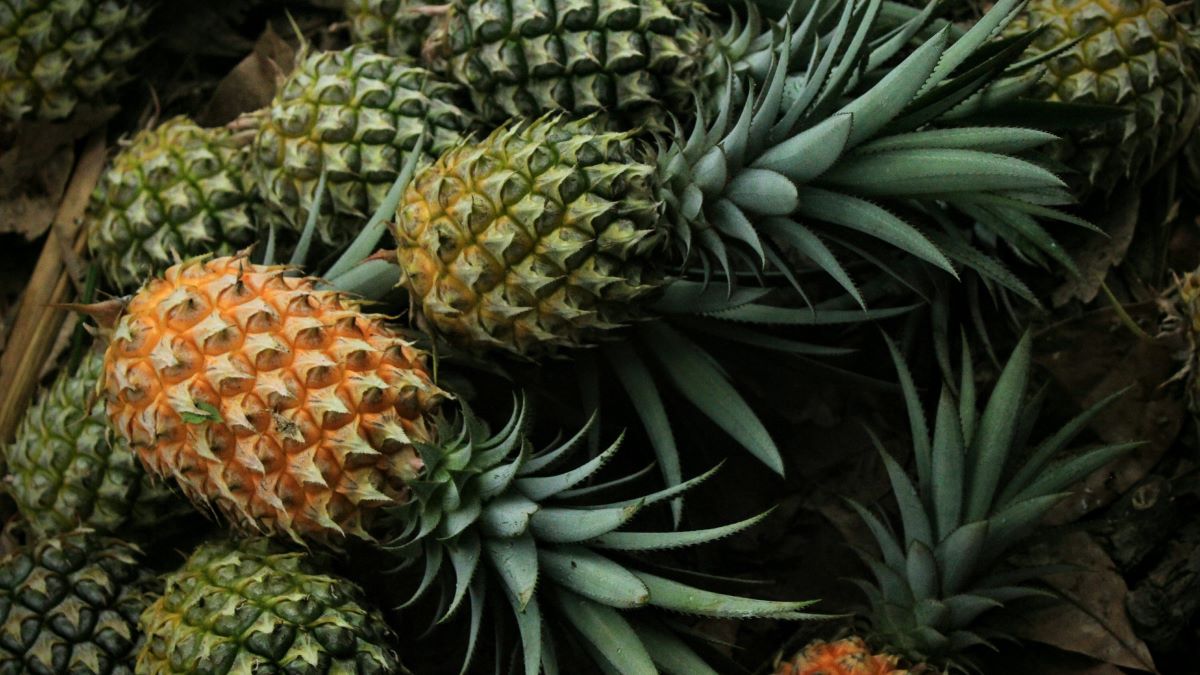 Tecnologías poscosecha para conservar la calidad de la piña