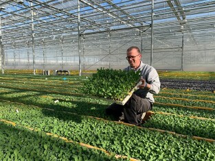 la-temporada-brassica-30432_modal.jpg