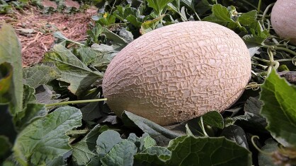 fito-melon-blanco-pias-C.jpg