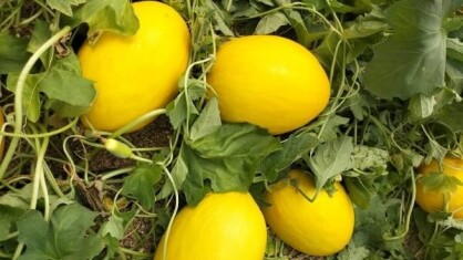 Semillas-Fito-lanza-Indurain-en-melon-amarillo-1-1c-e1657147645839.jpg