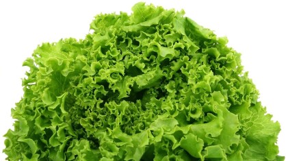 lettuce-g9c8a8ed9d_1280-e1666011685905.jpg