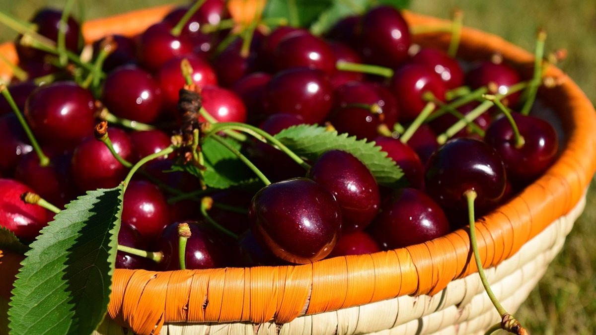 cherries-1509127_1280.jpg
