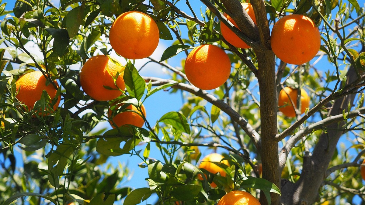 oranges-1117628_1280.jpg