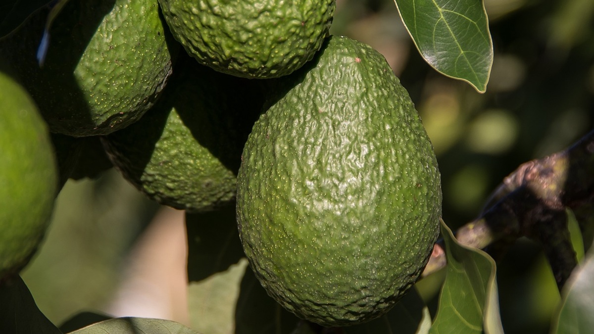 avocados-2685821_1280.jpg