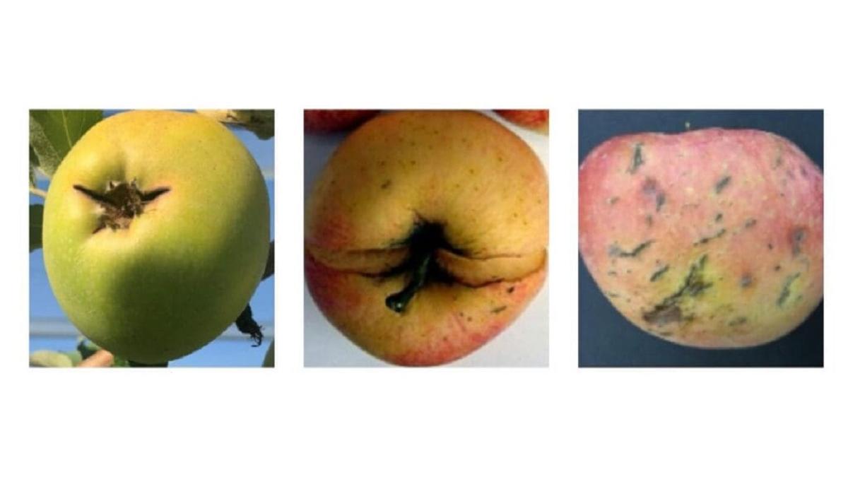 IRTA_Proyecto_POMACRACK_REDUCE_CRACKING_EN_MANZANAS.jpg