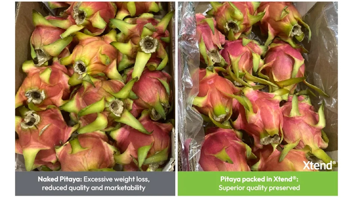Pitaya-Xtend-Image-StepacPPC-packaging-postharcest.jpg
