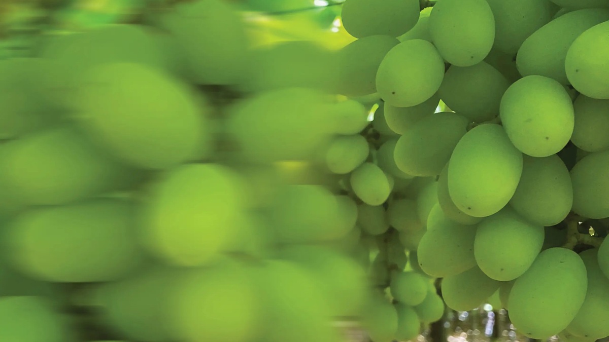 Rypen_Blur_Grapes_Green_2_2560x1704.jpg