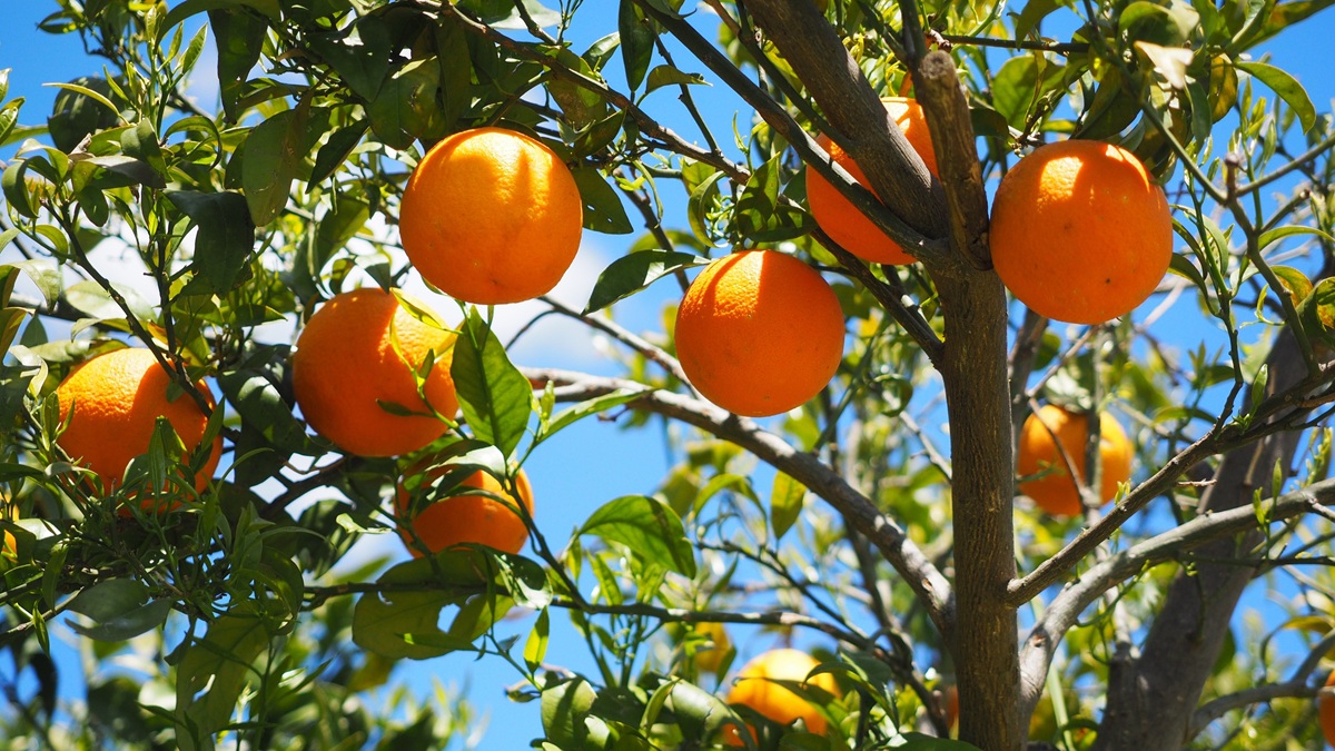 Naranjas.jpg