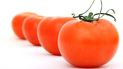 csic-upv-tomate.jpg