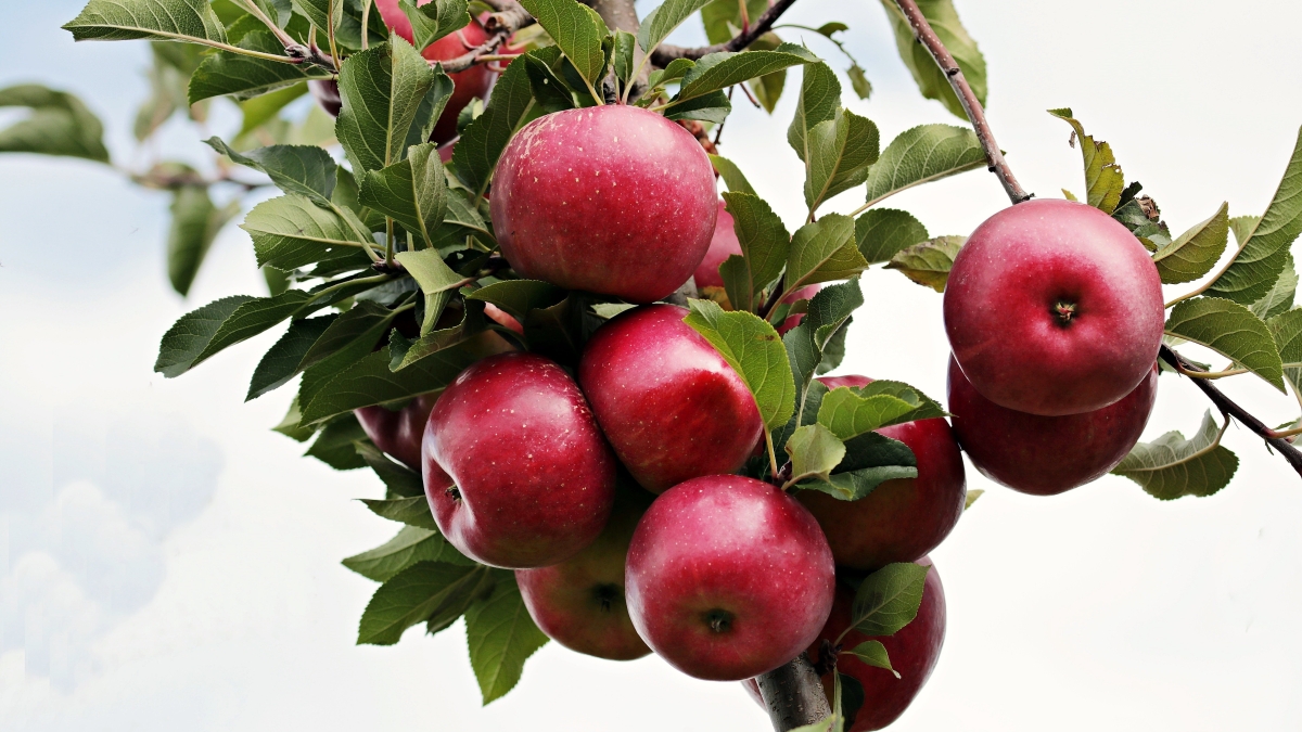noname_13-apples-2788599.jpg