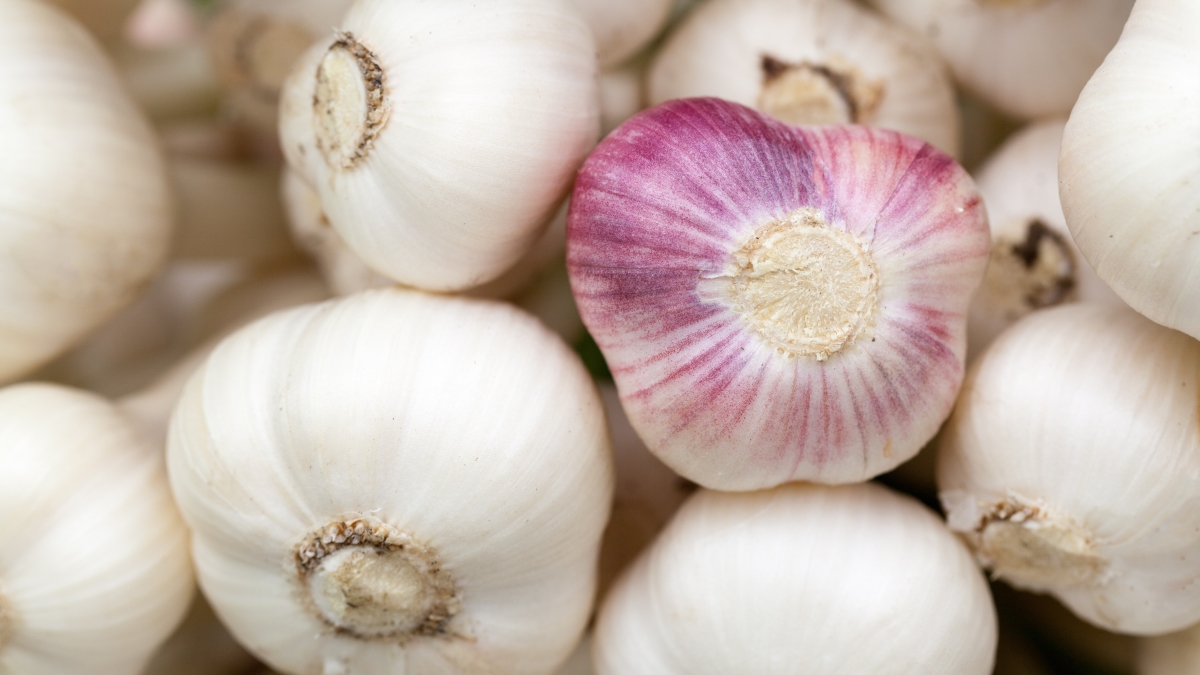 publicdomainpictures-garlic-84691.jpg
