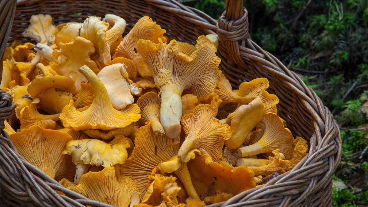 barbroforsberg-fungus-1194380.jpg