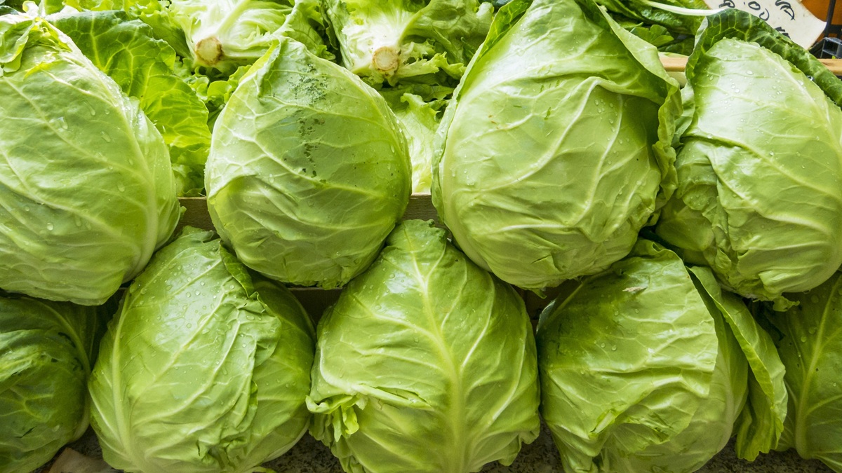 lechuga.jpg