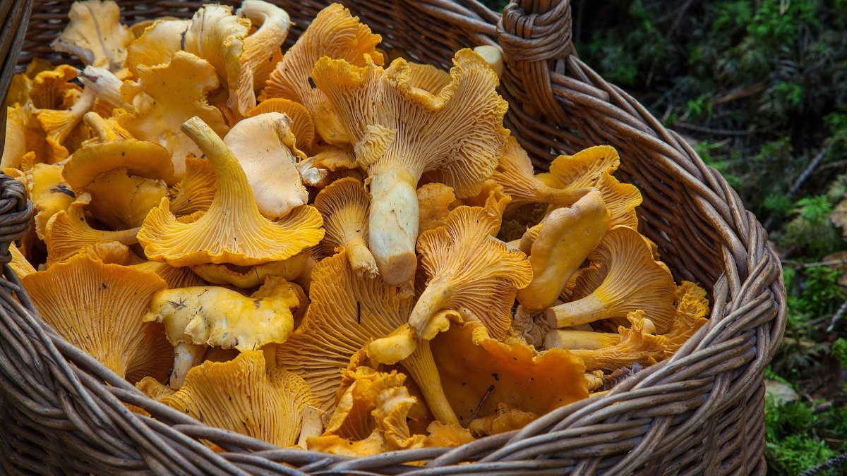 barbroforsberg-fungus-1194380_1920.jpg