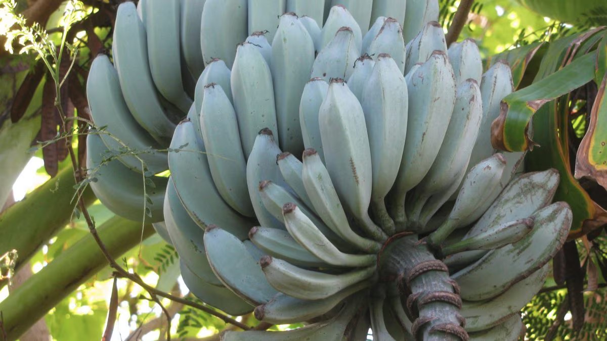 what-is-banana-blue-java.jpeg