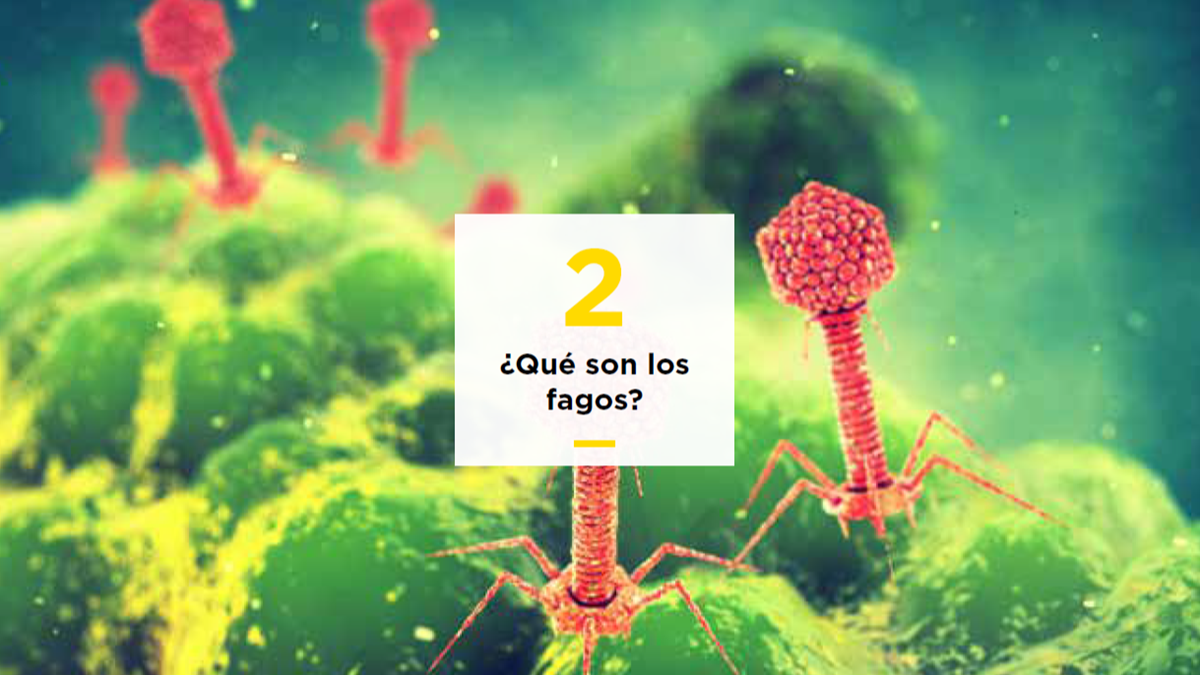 fagos.png