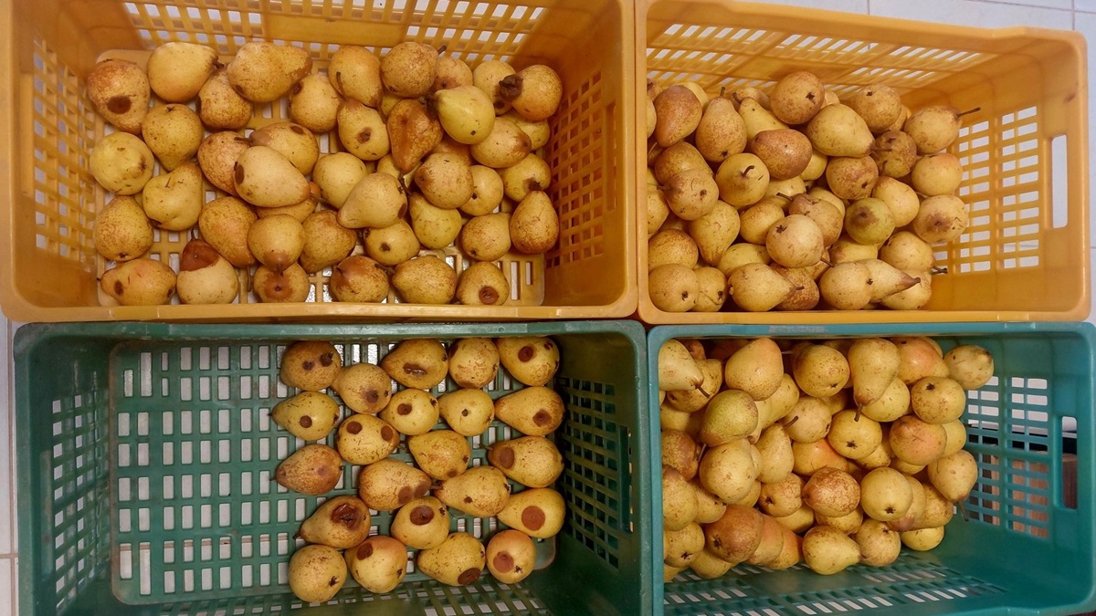 sanifruit.jpeg