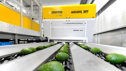 Avocados-Sort_Unisorting-brand-of-UNITEC-e1696948683168.jpg