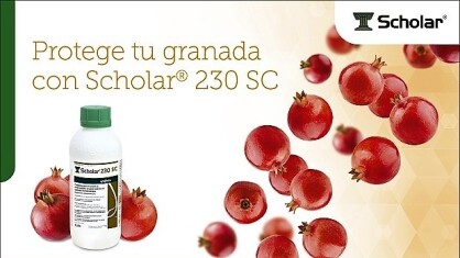 scholar-230-cultivo-granada.jpg